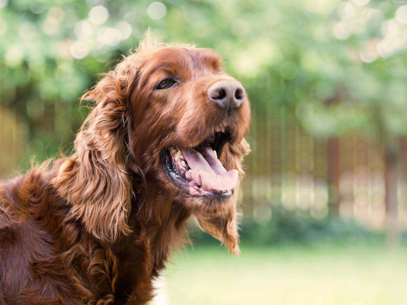 Heinola_koira_oksentaa_canva