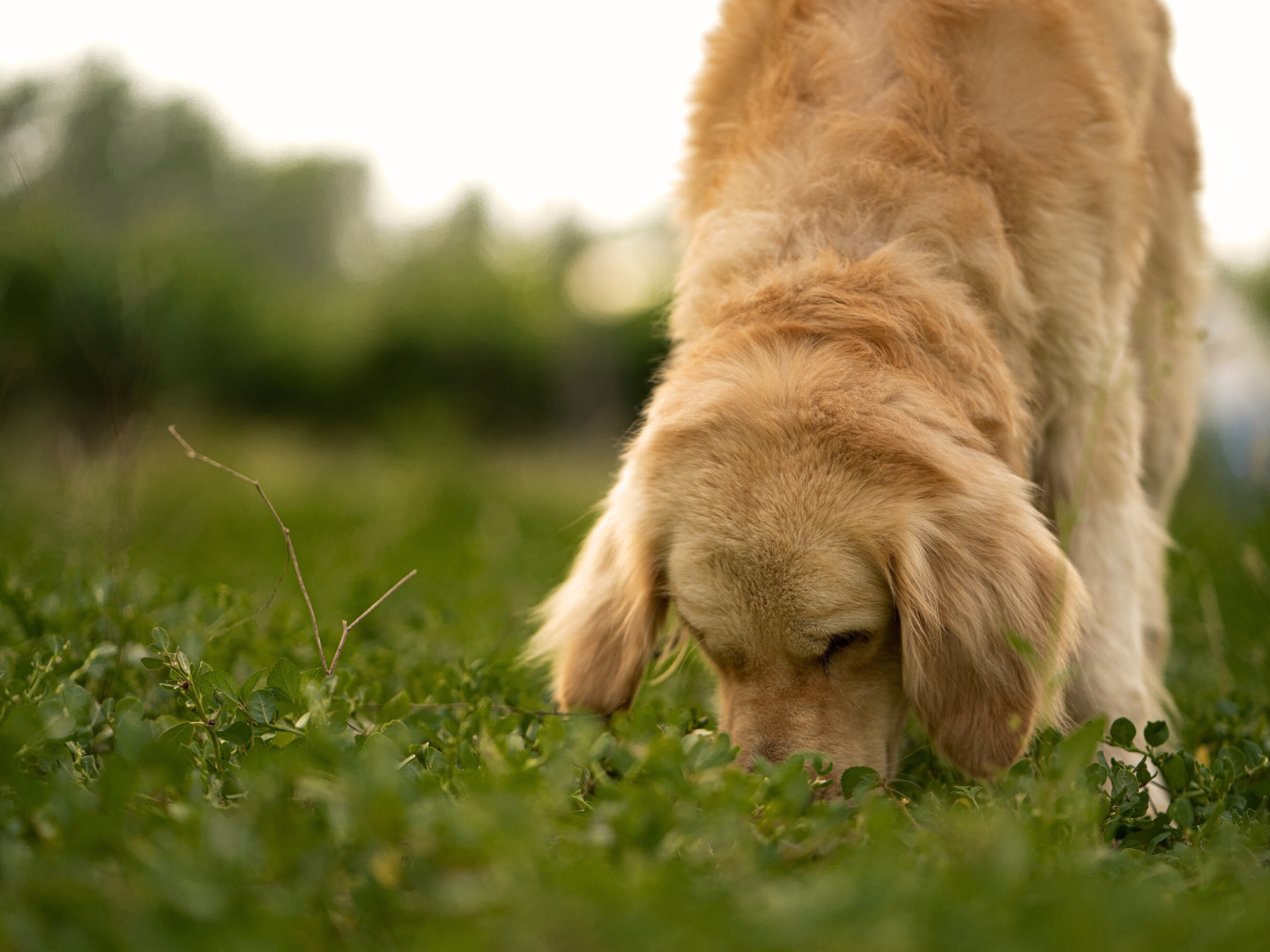 Heinola_artikkeli_myrkytysoireet_canva