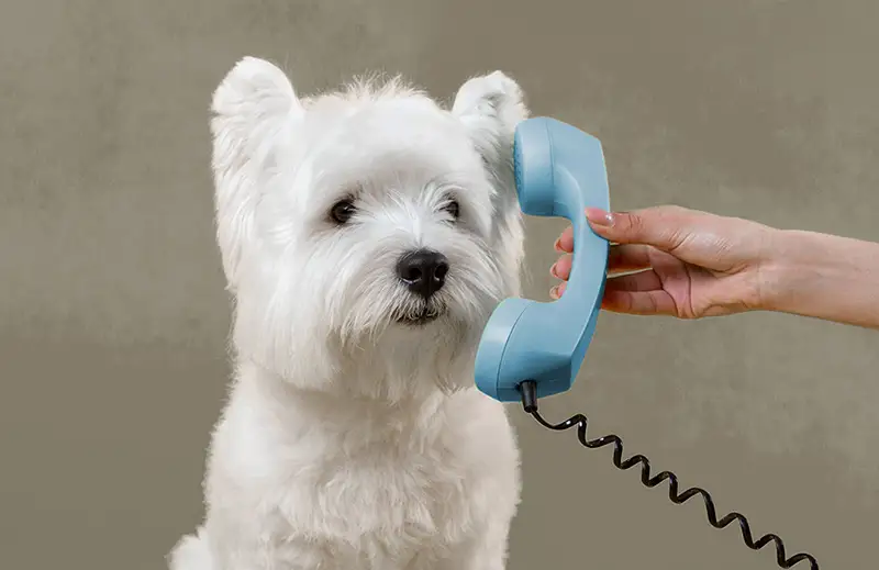 Ajanvaraus tuulivet heinolan elainlaakariasema