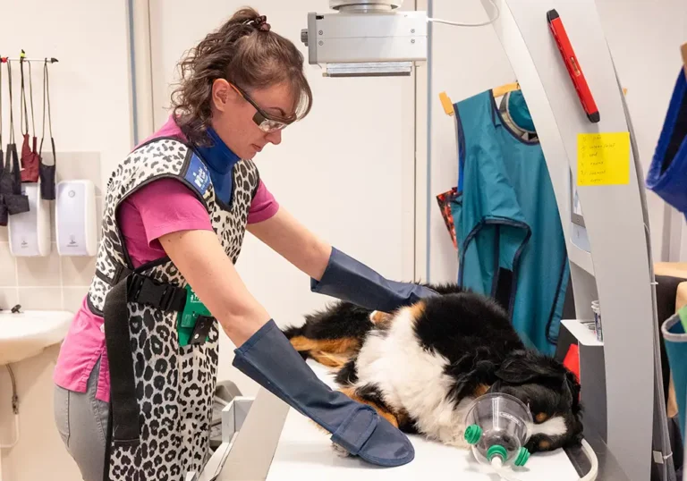 Berninpaimenkoira laakarissa