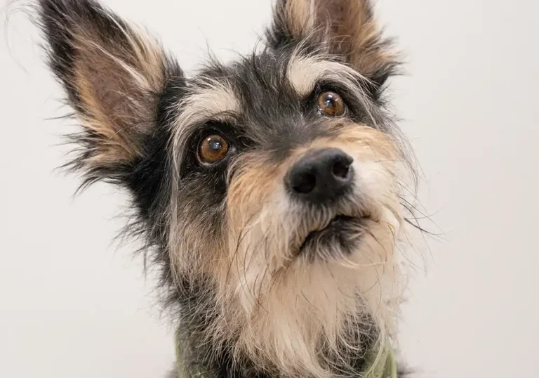 Karkeakarvainen koira