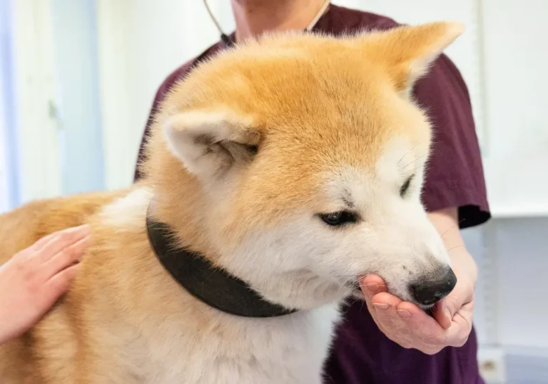 Koira elainlaakarissa