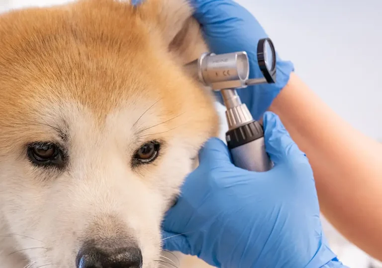 Koiran korvatarkastus