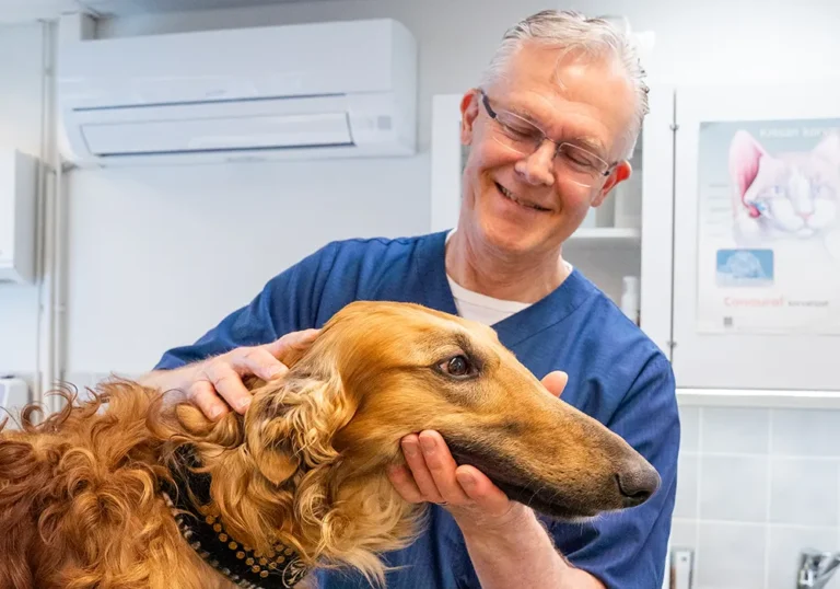 Venajanvinttikoira 1