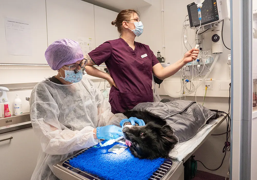 Koira hammashoidossa