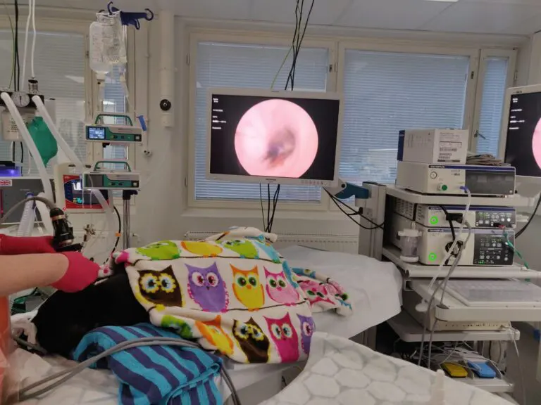 Tahystystoimenpiteet